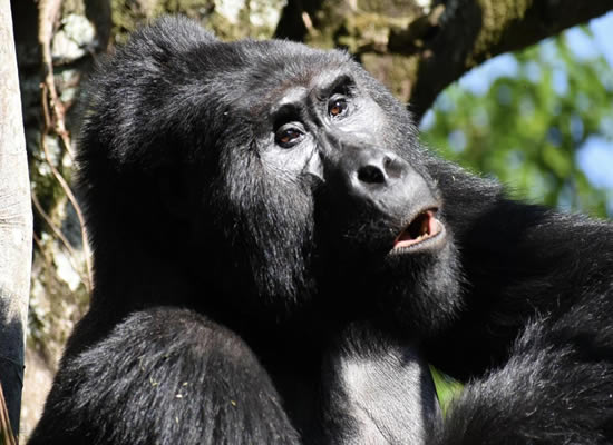 rwanda gorilla trekking tours