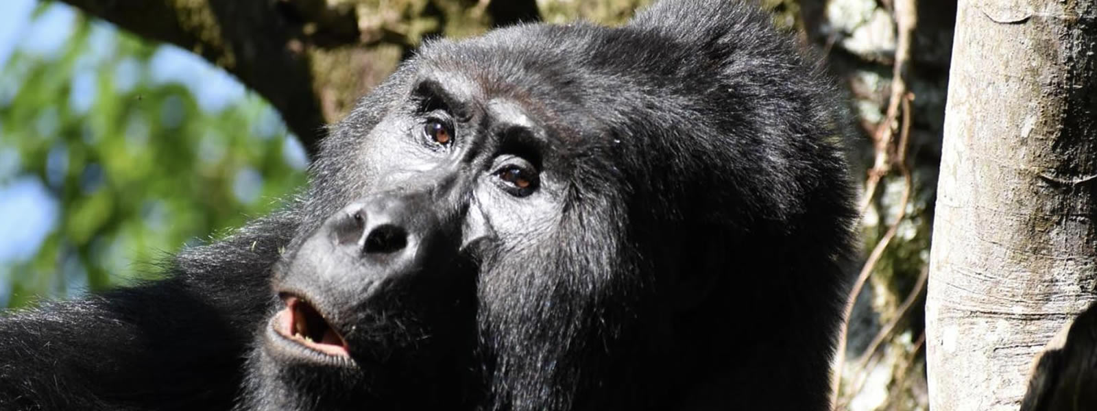 rwanda gorilla trekking tours