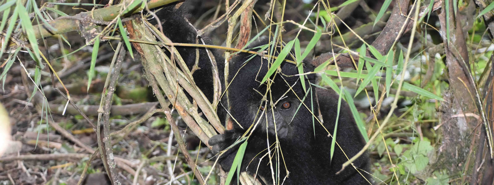 Rwanda Gorilla Trek